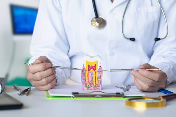 Best Emergency Dental Care for Broken or Chipped Teeth in Avondale, PA